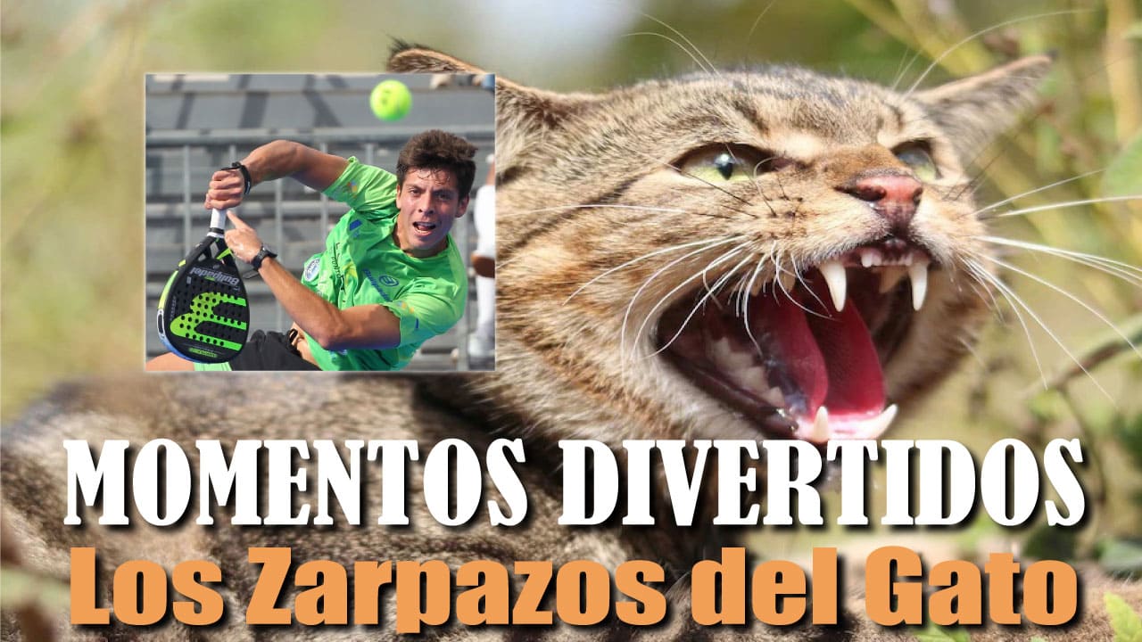 Los Zarpazos del Gato